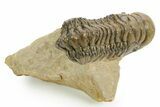 Detailed Crotalocephalina Trilobite - Atchana, Morocco #359544-2